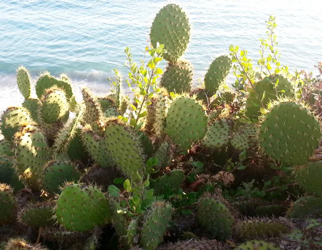 California Native Plants by southocbeaches.com