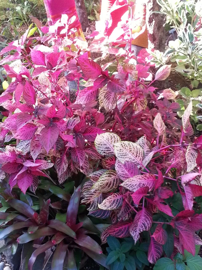 Sherman Garden Plants by southocbeaches.com
